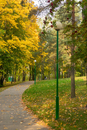 Forest footpath in autumnの写真素材