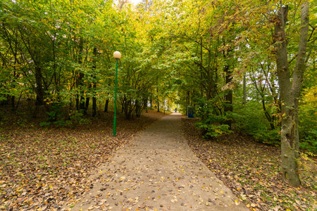 Forest footpath in autumn