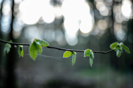 Exploding bud in time. Time of spring.の写真素材