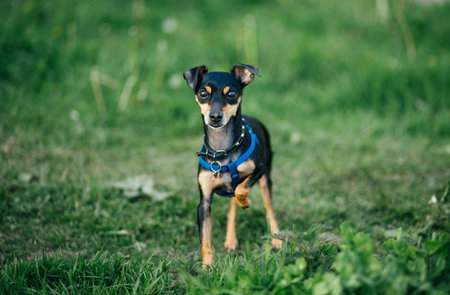 Cute toy terrier stands on three legs on the lawnの写真素材