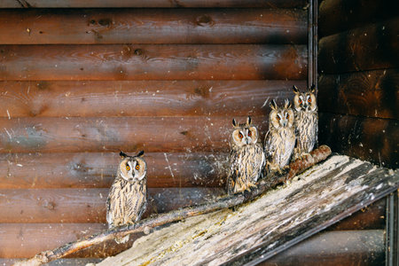 Four owls sit on a branch in the zoo and look carefully at the viewer. Brown wooden aviaryの写真素材