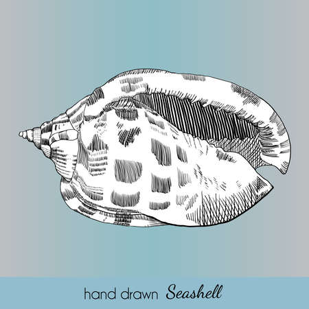 Hand drawn marine seashell. Vector illustration for travel card, template, zoology, print etc.のイラスト素材