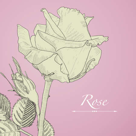 Hand drawn vector blomming rose with bud. Isolated illustration on pink background in vintage technique.のイラスト素材