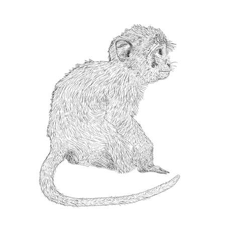 Hand drawn sitting monkey. Sketch style vector illustration. Chinese zodiac sign.のイラスト素材