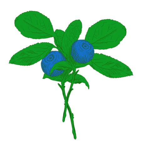 Hand drawn branch of colorful vector blueberry with two berries. Isolated layered illustration with outline and fill.のイラスト素材