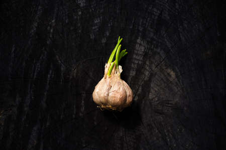 The garlic head with green sprouts lies on a dark boardの写真素材