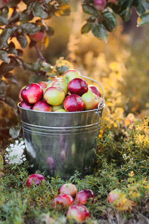 bucket full of ripe apples is in the garden grass in the rays of sunsetの写真素材