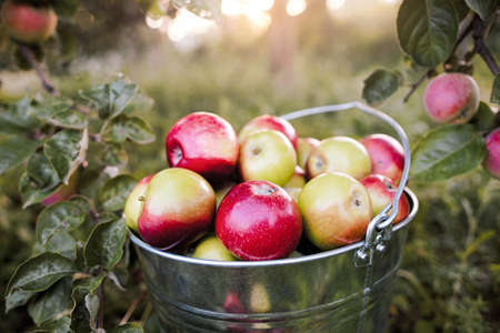 bucket full of ripe red  apples is in the garden grass in the rays of sunset under apple treeの写真素材