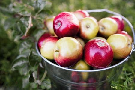 bucket full of ripe apples is in the garden grass in the rays of sunsetの写真素材
