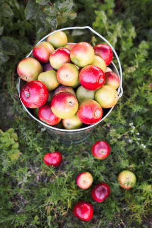 Scattered ripe apples harvest on garden grass.  Full bucket with the red and yellow apple harvest is on the green grass in the garden.の写真素材
