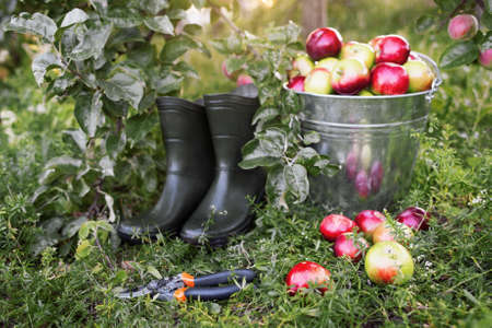 Gardener tools set  on green garden grass. Apple harvest, garden pruner, rubber boots in organic apple orchard.  Gardener tools and ripe apples side view.の写真素材
