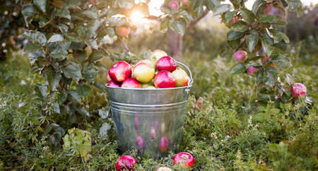 Bucket with ripe apples is  in grass in the sunset garden. Scattered red apples on green garden grass.  Full bucket with ripe apples  on tree branches background.の写真素材