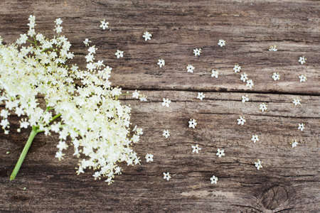 Branch of blossom field flowers on wood, free space for advertisement or text, great framework for greeting cardの写真素材