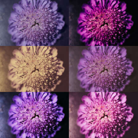 Photo collage with colorful asters. Creative photo processing.の写真素材