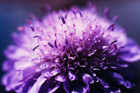 Profile of blooming purple aster background. Close-up of violet beautiful flowerの写真素材