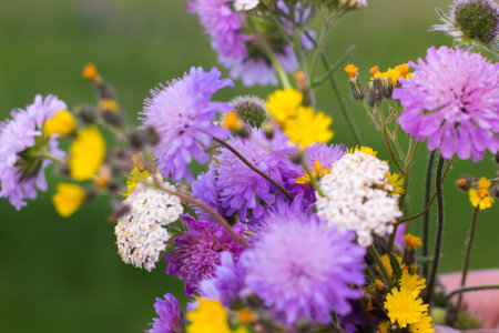 Colorful bouquet on wild flowers on green background. Bunch of field blossom in meadowの写真素材