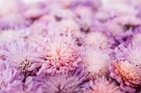 Beautiful flowers background for wedding scene. Summer purple blossom close-upの写真素材