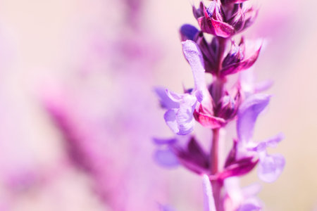 Romantic background with pink sage blossom, blurred. Focus on one blooming salvia flower in meadow. Bright medicinal plantsの写真素材