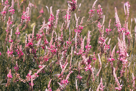 Background in form of blooming field, pink sage flowers backdrop in countryside.