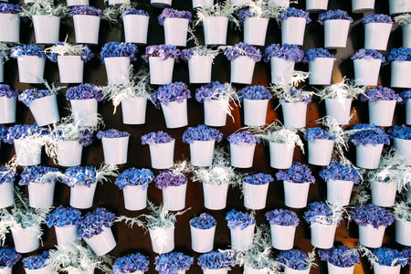Blue and purple blossom in white pots background. Floral exhibition of light colour blooming. Summer flowers, garden, florist shop conceptの写真素材