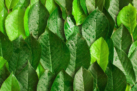 Fresh wet green foliage with dew background. Tree summer leaves texture, vertical lines compositionの写真素材