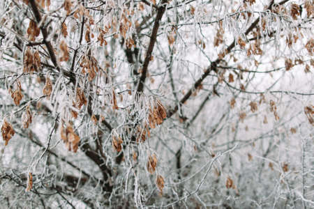 Maple tree in frosty winter day. Autumn harvest of maple covered with snow. Cold, early frosts, hoar conceptの写真素材
