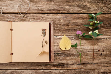 Drying up plants in scrapbook, flat lay. Top view on vintage album with herbarium samples, free space, old wooden background. Art, hobby, floristic, craft, science, creativity conceptの写真素材