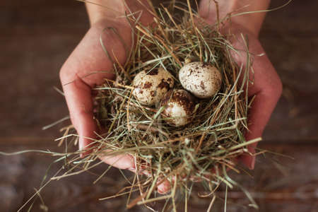 Hands with nest and quail eggs flat lay. Top view on human holding tiny eggs with straw, wooden background. Nature, countryside, birds, spring, new life conceptの写真素材