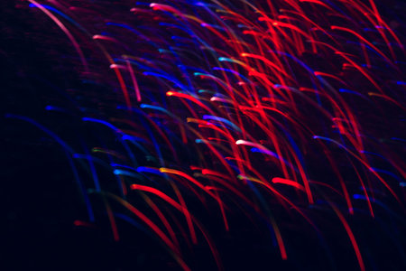 Abstract background of colorful lines in motion on black. Bokeh of defocused curves, blurred neon blue and red leds, glowing festive backdrop of night fireworksの写真素材