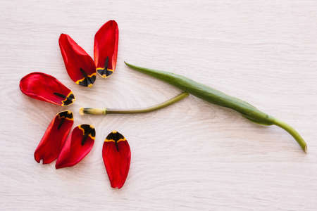 Tulip flower. Creative floristics closeup. Celebration background top view with free space, International womens day, tenderness conceptの写真素材