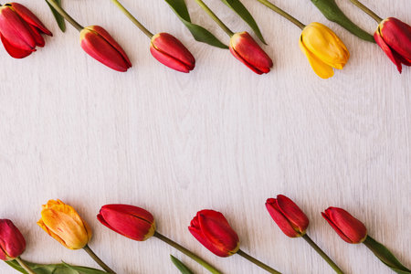 Tulips. Celebration background with free space. International womens day, colorful spring flowers on white backdrop top view, bouquet present closeup, tenderness conceptの写真素材
