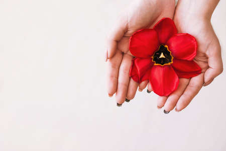 Femininity background. Women health care on white backdrop top view. Tulip red flower closeup with free space, unrecognizable lady, female period, womanhood conceptの写真素材