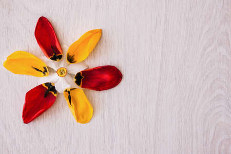 Tulips colorful petals. Celebration background. International womens day, creative flower present closeup top view with free space, tenderness conceptの写真素材