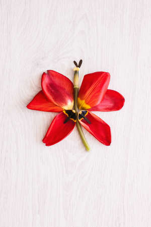 Butterfly from red tulips on white background top view. Spring mood. Creative floristics with free space, beautiful present for woman, tenderness conceptの写真素材