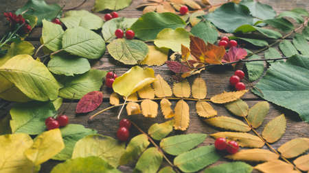 Autumn leaves and berries mix. abstract fall backgroundの写真素材