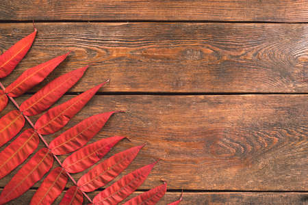fall autumn leaf on rustic wooden backgroundの写真素材