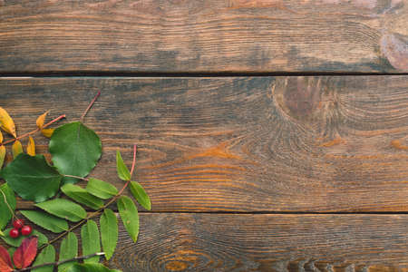 fall autumn leaves on rustic wooden backgroundの写真素材
