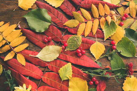 Autumn leaves and berries mix. abstract fall backgroundの写真素材