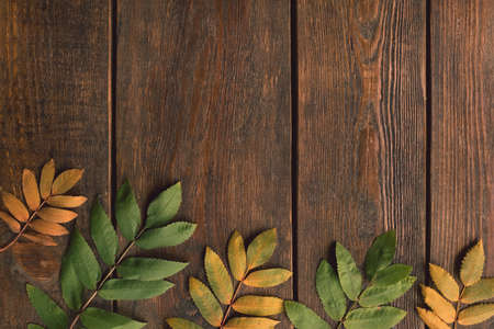 Autumn leaves on the rough wooden surface. Colourful fall background.の写真素材
