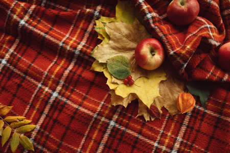 Cosy warm blanket. Autumn apples and fall leaves backgroundの写真素材