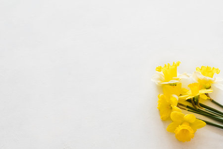 yellow narcissus on white background. beautiful spring flower bouquet. floral composition. copy space conceptの写真素材