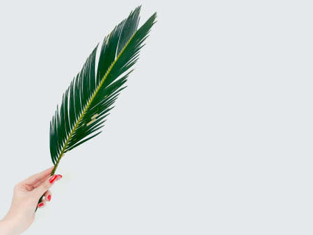 woman hand holding a fern leaf on white background. decorative natural plant. green bracken branch. botany and flora. copyspace conceptの写真素材