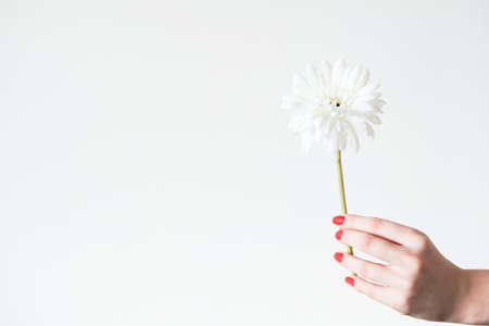 daisy gerbera on white background. flower botany and flora. fragile nature concept. woman hand holding single plantの写真素材
