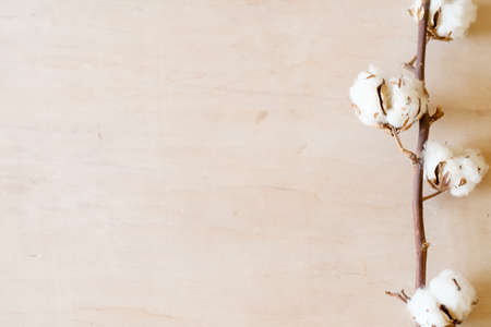 natural eco cotton plant decor background. simple clean design. free space conceptの写真素材