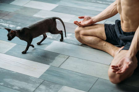 sporty athletic yogi practicing yoga breathing or pranayama in gym together with a cat. fitness and healthy body lifestyle concept.の写真素材