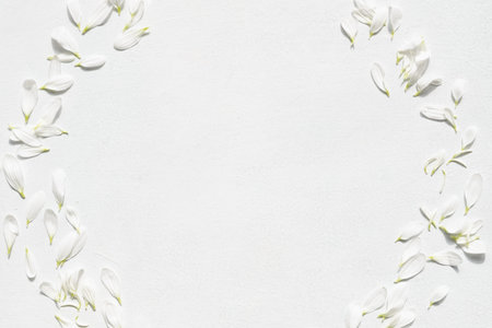 daisy blossom on white background. tender delicate petals in a wreath. botany and nature concept....