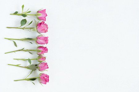 pink roses on white background. flora botany and nature. beautiful flower backdrop mothers or womens...