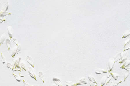 flower decor art. delicate herbera petals on white background. daisy blossom composition. copyspace concept.の写真素材