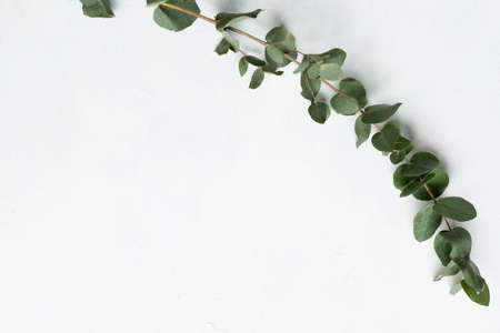 flora greenery and exotic plants. green eucalyptus twig on white background. minimalistic decor. copy space conceptの写真素材