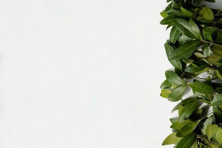 periwinkle leaves on white background. green leafy foliage floral decor. free space concept